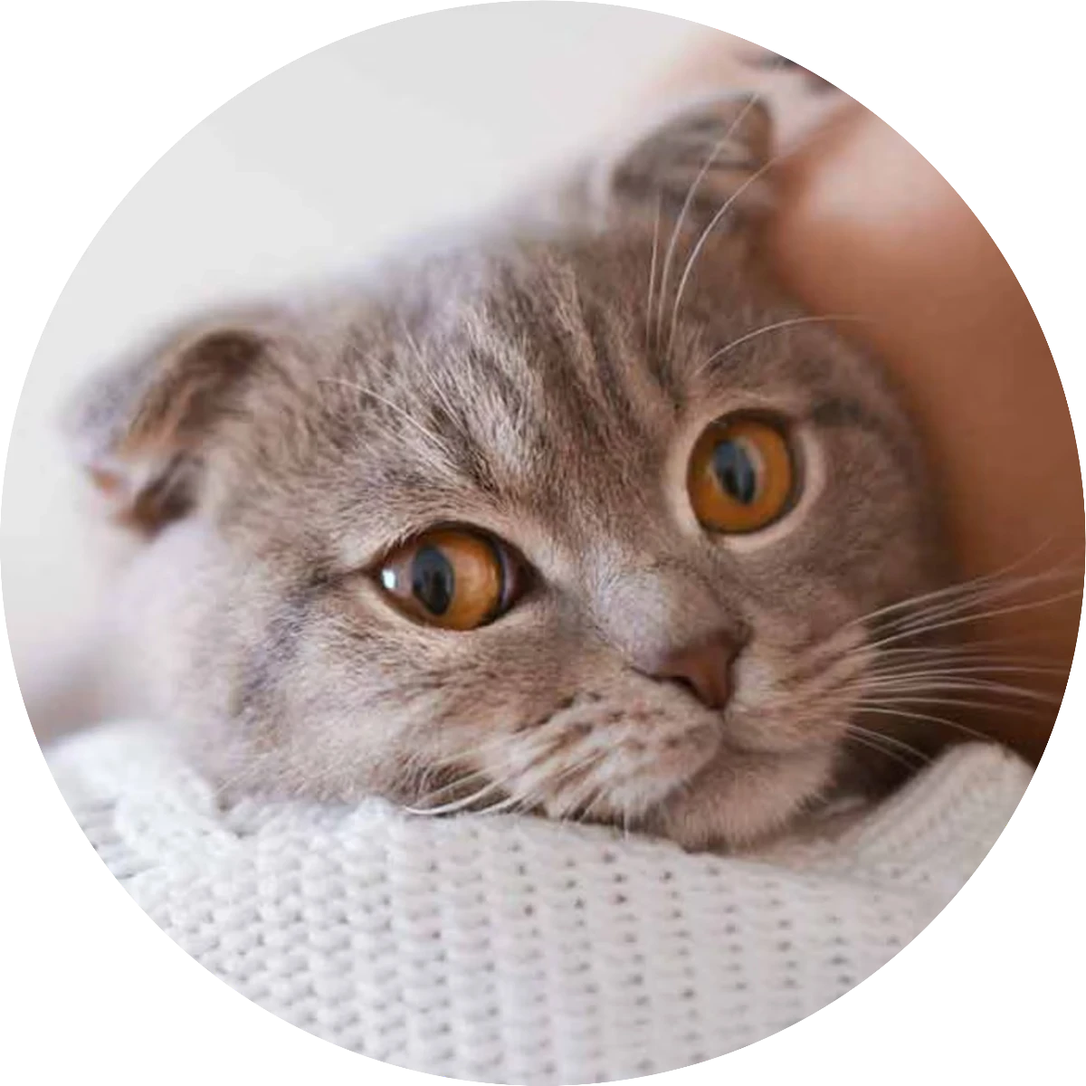 Retrato Circular Felino