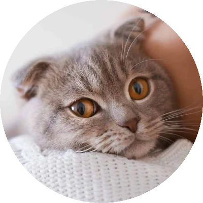 Retrato Circular Felino