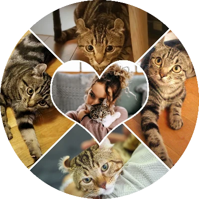 Mosaico Corazón Gatuno